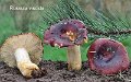 Russula viscida-amf1754